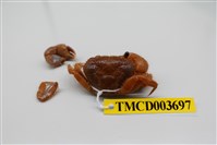 藏品(粗糙酋婦蟹)的圖片